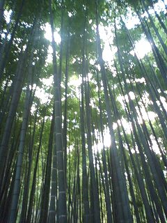 1123-3PA0_0167.JPG