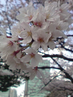 20100403161623.jpg