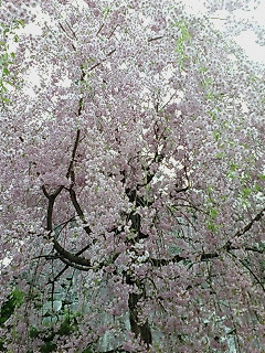 20100506153820.jpg